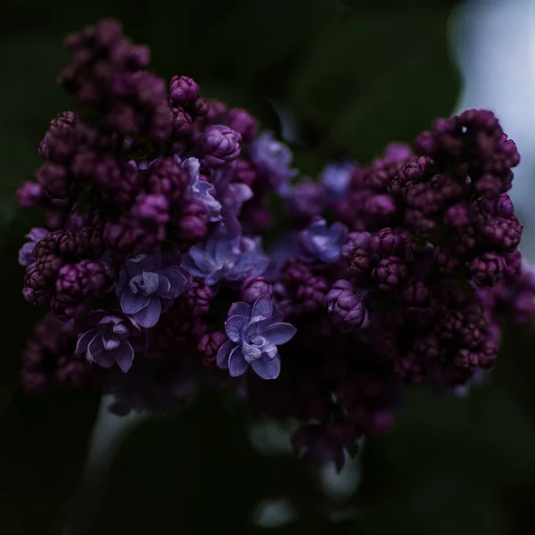 Zbliżenie Ujęcie Purpurowych Kwiatów Lilii Rozmytym Tle — Zdjęcie stockowe