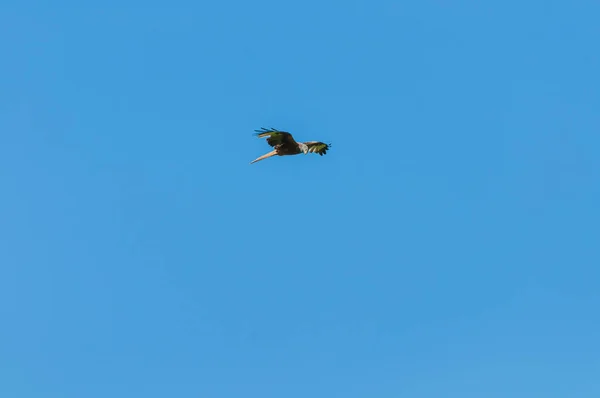 Een Fluitende Vlieger Die Door Lucht Vliegt — Stockfoto