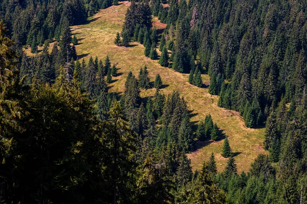 Krásný Výhled Zelený Les Bihoru Rumunsko — Stock fotografie