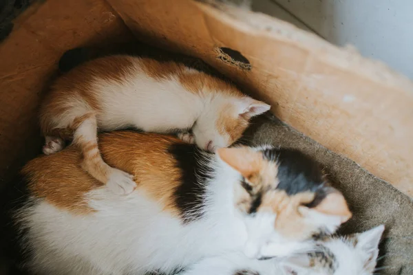 Nahaufnahme Einer Katze Die Mit Ihren Kätzchen Einer Box Schläft — Stockfoto