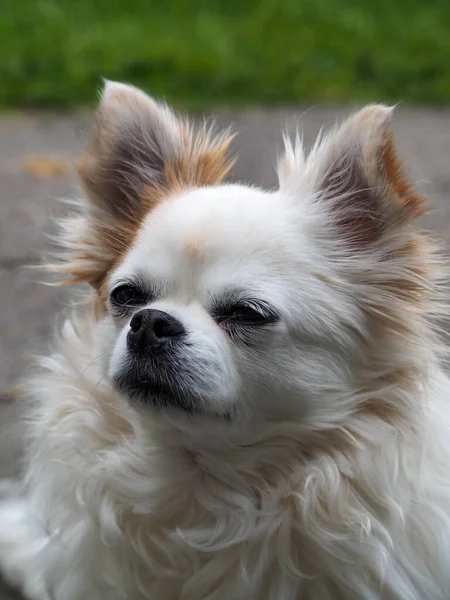 Vertikal Närbild Bedårande Vit Chihuahua Hund — Stockfoto