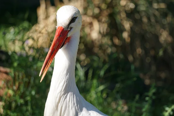 Portrait Adorable White Stork Bird Open Beak Park Wildlife — Stock Photo, Image