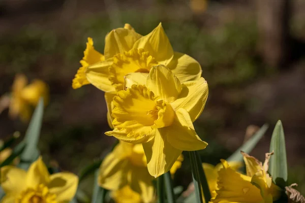 Eine Selektive Fokusaufnahme Blühender Narzissenblumen Park — Stockfoto