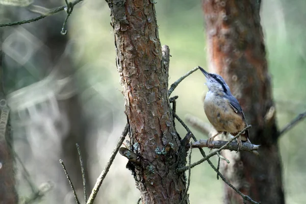 Close Pequeno Nuthatch Eurasiático — Fotografia de Stock