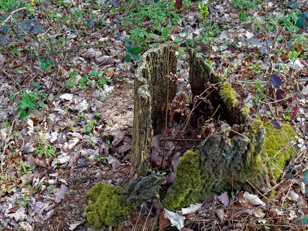 Selective Focus Shot Mossy Rotten Stump — Fotografia de Stock