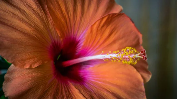 Kínai Hibiszkusz Hibiscus Rosa Sinensis Közelsége — Stock Fotó