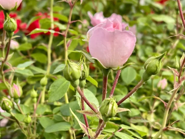 Primer Plano Una Flor Rosa Sobre Fondo Borroso — Foto de Stock