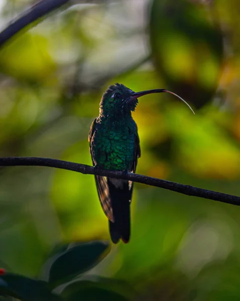 Disparo Vertical Colibrí Pico Espada Posado Una Rama — Foto de Stock