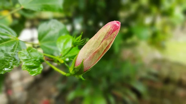 Closeup Chinese Hibiscus Hibiscus Rosa Sinensis Bud — Stock Photo, Image