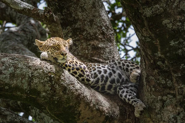 Scenic Shot Leopard Sleeping Tree Grumeti Game Reserve Serengeti Tanzania — Foto Stock