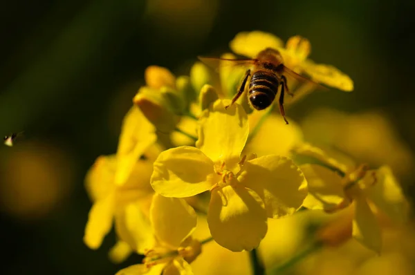 在油菜田里 一只蜜蜂接近花序 动态宏观射击 — 图库照片
