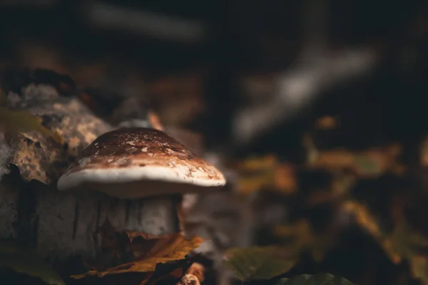 Una Toma Selectiva Hongo Bosque — Foto de Stock