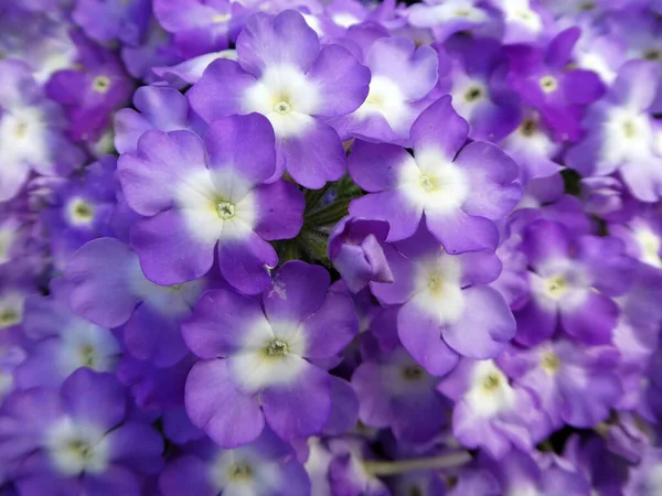 Primer Plano Ramo Hermosas Flores Púrpuras —  Fotos de Stock