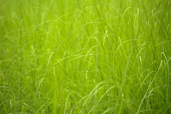 Grönt Gräs Fält Solig Dag — Stockfoto