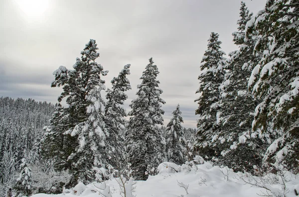 Snöig Fjällskog Täckt Med Tallar Bakgrunden Den Dystra Himlen — Stockfoto