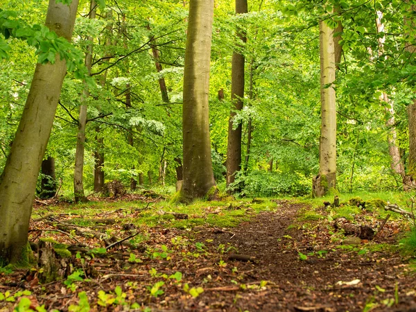 Una Vista Panorámica Los Árboles Bosque — Foto de Stock