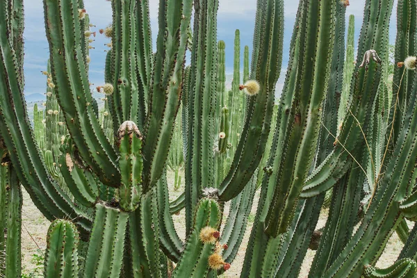 Huerto Cactus Que Produce Ricas Pitayas Bolas Con Espinas Los — Foto de Stock