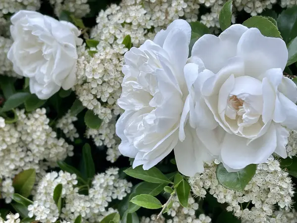 Primer Plano Una Flor Rosa Blanca Con Hojas Verdes Sobre — Foto de Stock