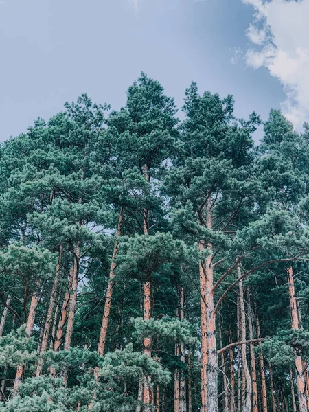 Vertical Shot Trees Crawling Branches Forest Cloudy Sky Background — Photo