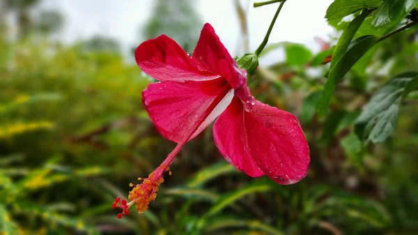 Closeup Chinese Hibiscus Hibiscus Rosa Sinensis — Foto Stock