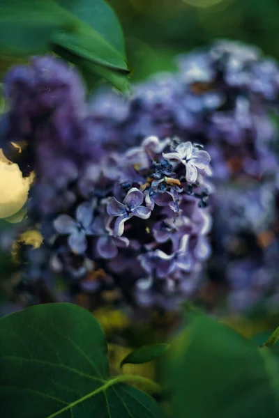 薄紫色の花の垂直クローズアップショット — ストック写真