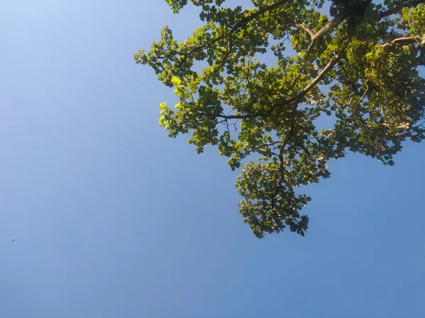 Низкоугольный Снимок Ветвей Деревьев Фоне Ясного Неба — стоковое фото