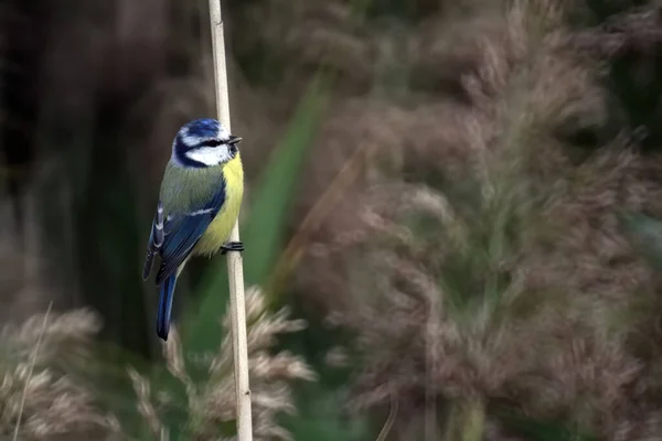 Closeup Shot Eurasian Blue Tit Bird Perched Branch — Stok fotoğraf