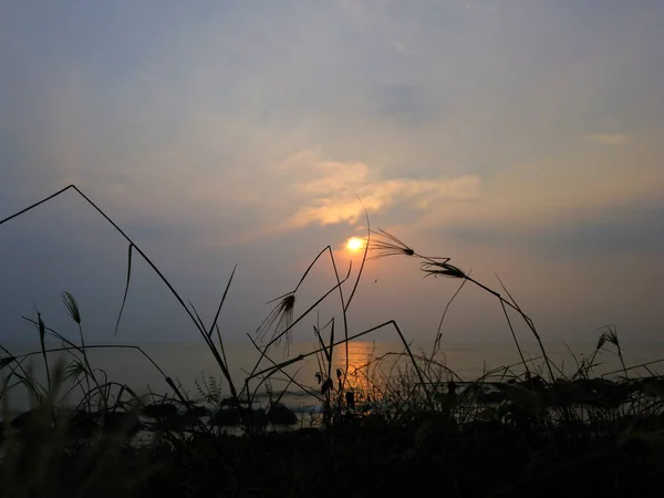 Крупним Планом Знімок Заходу Сонця Над Морем Силуети Тонкої Трави — стокове фото
