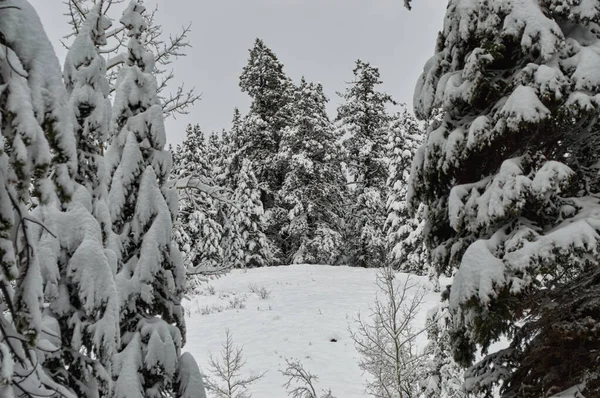Ein Schneebedeckter Bergwald Mit Kiefern Auf Dem Hintergrund Des Düsteren — Stockfoto