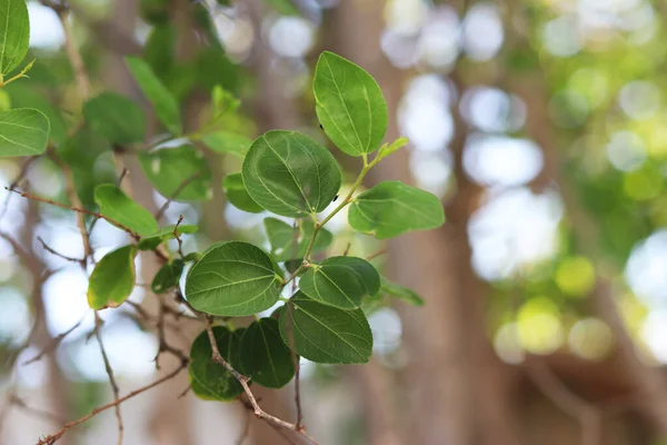 Primo Piano Albero Verde — Foto Stock