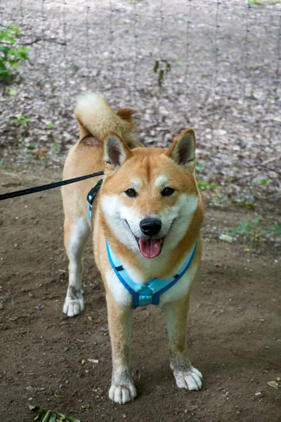 Vertikal Bild Shiba Inu Hund Med Blå Krage Tittar Kameran — Stockfoto