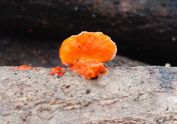 Closeup Shot Orange Fungus Log — kuvapankkivalokuva