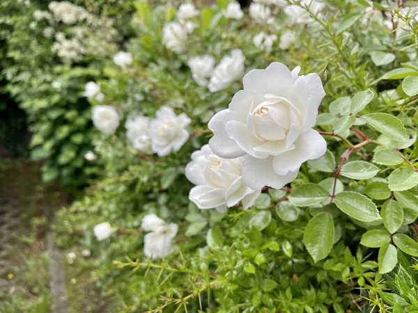 Primer Plano Una Flor Rosa Blanca Con Hojas Verdes Sobre — Foto de Stock