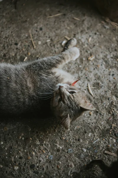 국내짧은 고양이의 클로즈업 — 스톡 사진