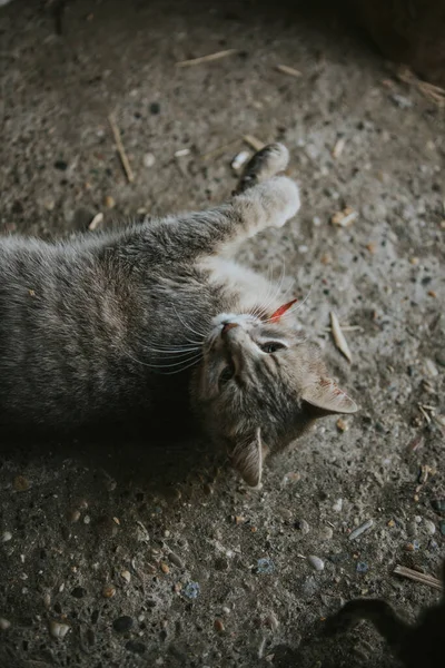 Närbild Skott Den Inhemska Korthåriga Katt — Stockfoto