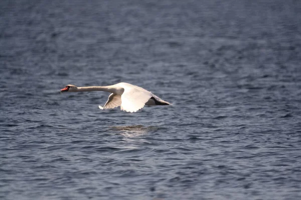 Vacker Bild Svan Som Flyger Över Sjö — Stockfoto