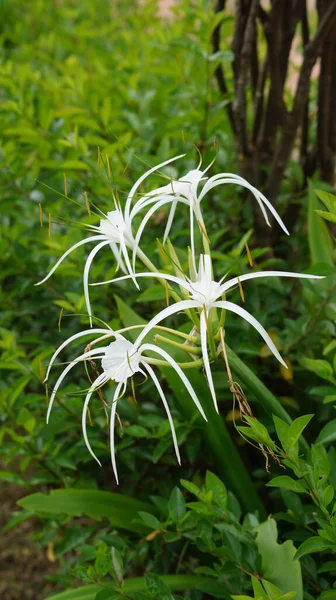 Hymenocallis 開花植物として知られているクモのユリの選択的な焦点ショット — ストック写真