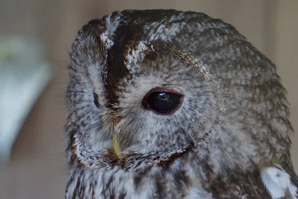 Portrait Gray Black Eyed Owl Blurred Background — Foto de Stock