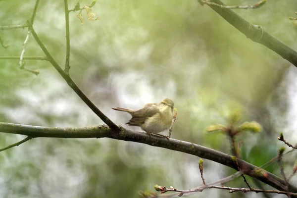 Gros Plan Oiseau Ficedula Perché Sur Une Branche — Photo