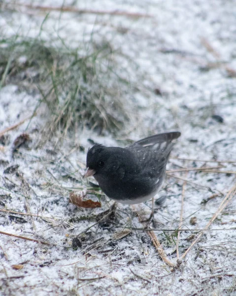 Pionowe Ujęcie Małego Czarnego Ptaka Siedzącego Ziemi Zimie — Zdjęcie stockowe