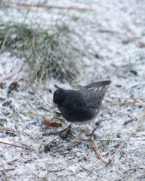 Disparo Vertical Pequeño Pájaro Negro Posado Suelo Invierno — Foto de Stock