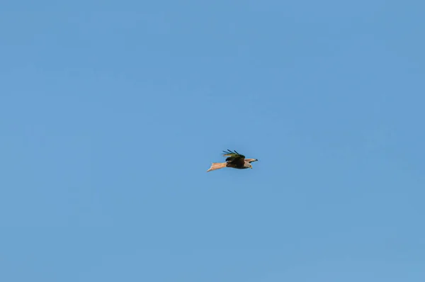 Faucon Loin Chassant Dans Ciel Bleu Clair Par Une Journée — Photo