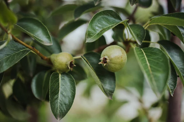 Tiro Close Frutas Pequenas Crescendo Uma Árvore Pêra Conferência Jardim — Fotografia de Stock