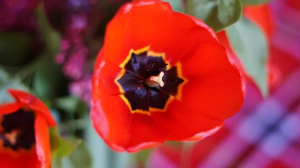 Vista Superior Del Tulipán Rojo — Foto de Stock