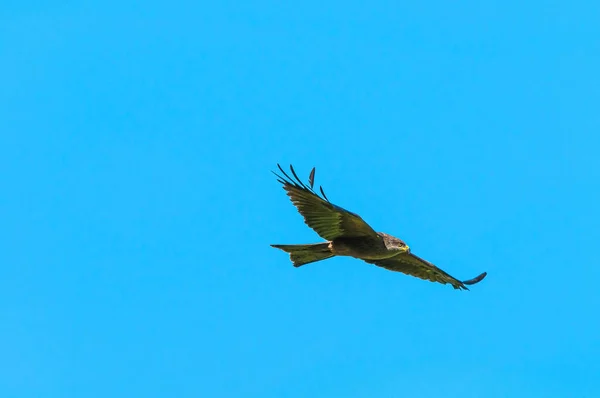 하늘을 위풍당당 마리가 복제물 공간을 두르고 날아다닌다 — 스톡 사진