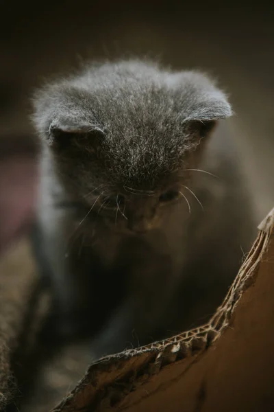 국내짧은 고양이의 클로즈업 — 스톡 사진