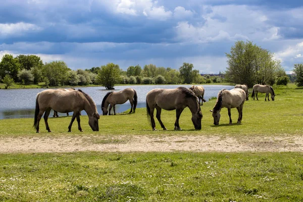 Uma Manada Cavalos Pastando Pasto Junto Lago Uma Reserva Natural — Fotografia de Stock