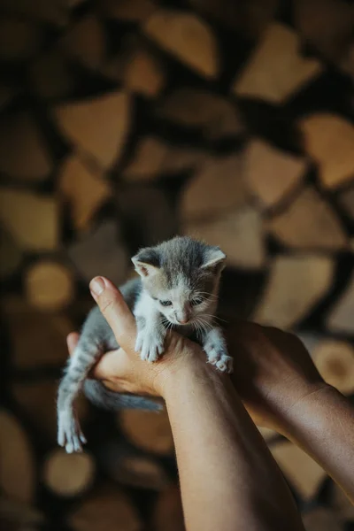 一个人抱着一只可爱的小猫的垂直镜头 — 图库照片