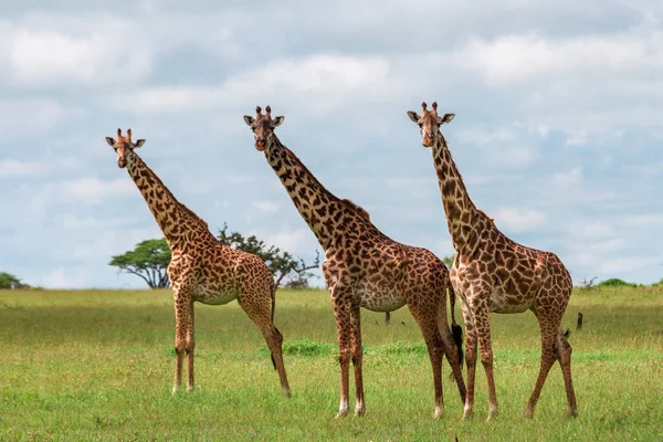 Сценарий Трех Больших Жирафов Заповеднике Грумети Серенгети Танзания — стоковое фото