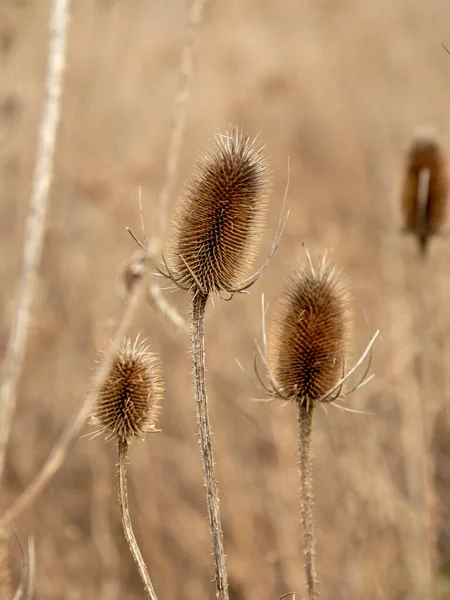 Een Verticaal Shot Van Gedroogde Theelepels Het Veld — Stockfoto